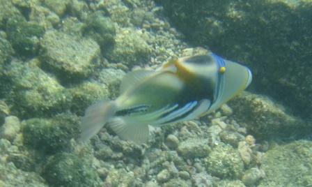 Lagoon triggerfish - Humuhumu-nukunuku-a-pua'a 
